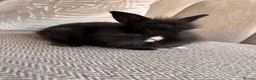 Lionhead rabbits for sale: Adorable Purebred Lionhead Bunny Babies - Advert 9