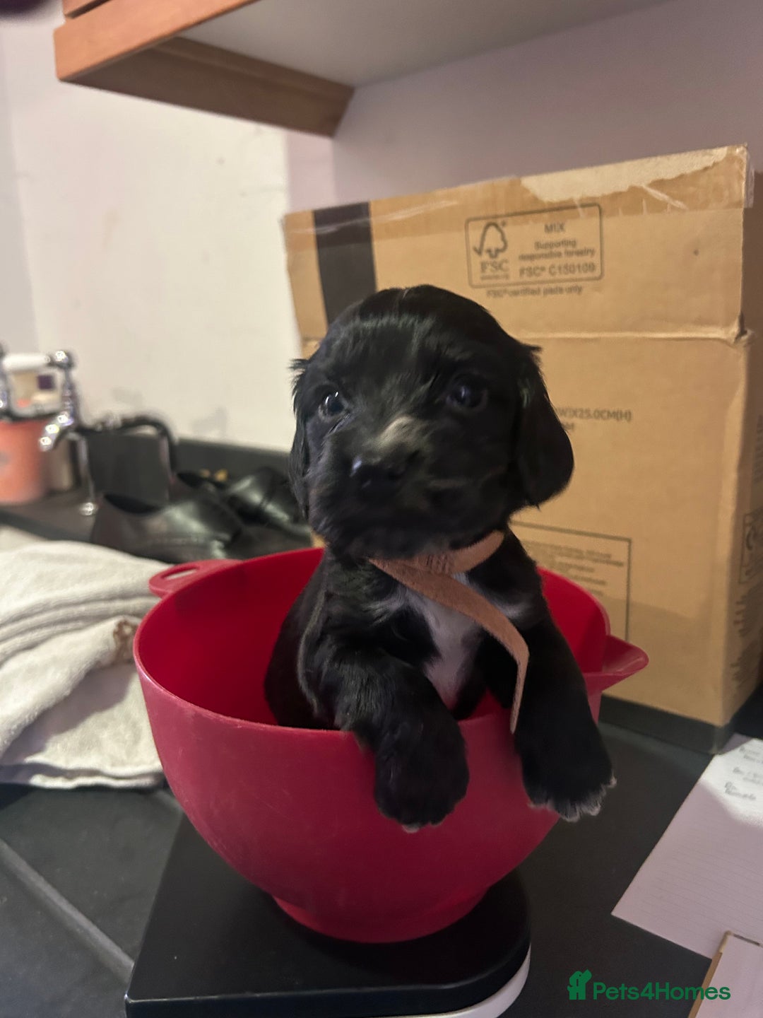 Cocker Spaniel dogs for sale: Show Cocker Spaniel - Advert 15