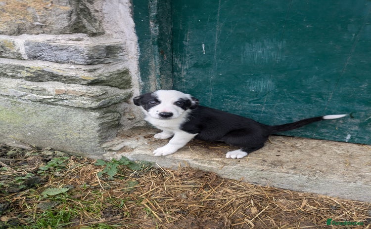 Border Collie dogs - Advert 6