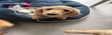 Miniature Dachshund 1