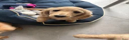 Miniature Dachshund dogs for sale: Cream Boy Long haired miniature dachshund - Advert 2