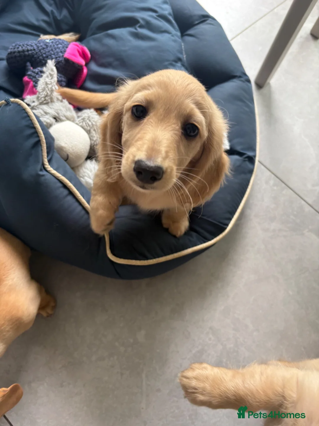 Miniature Dachshund dogs for sale: Cream Boy Long haired miniature dachshund - Advert 2