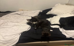 Mixed Breed cats for sale: Two 9 week old kittens🐈‍⬛🐈 - Image 5