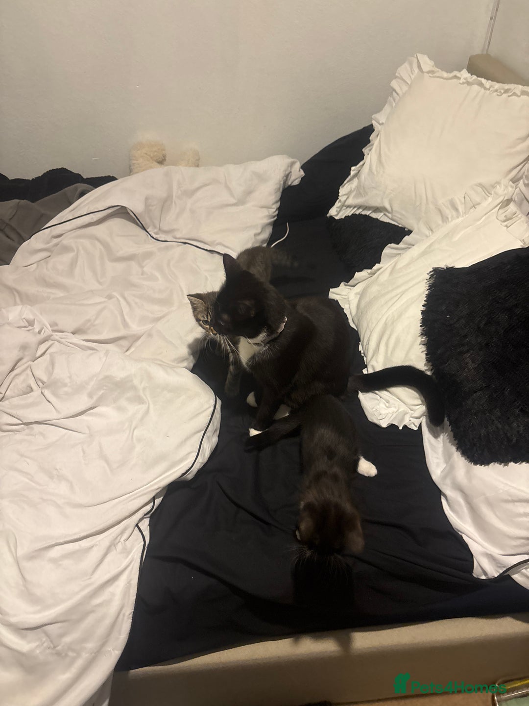 Mixed Breed cats for sale: Two 9 week old kittens🐈‍⬛🐈 - Image 5