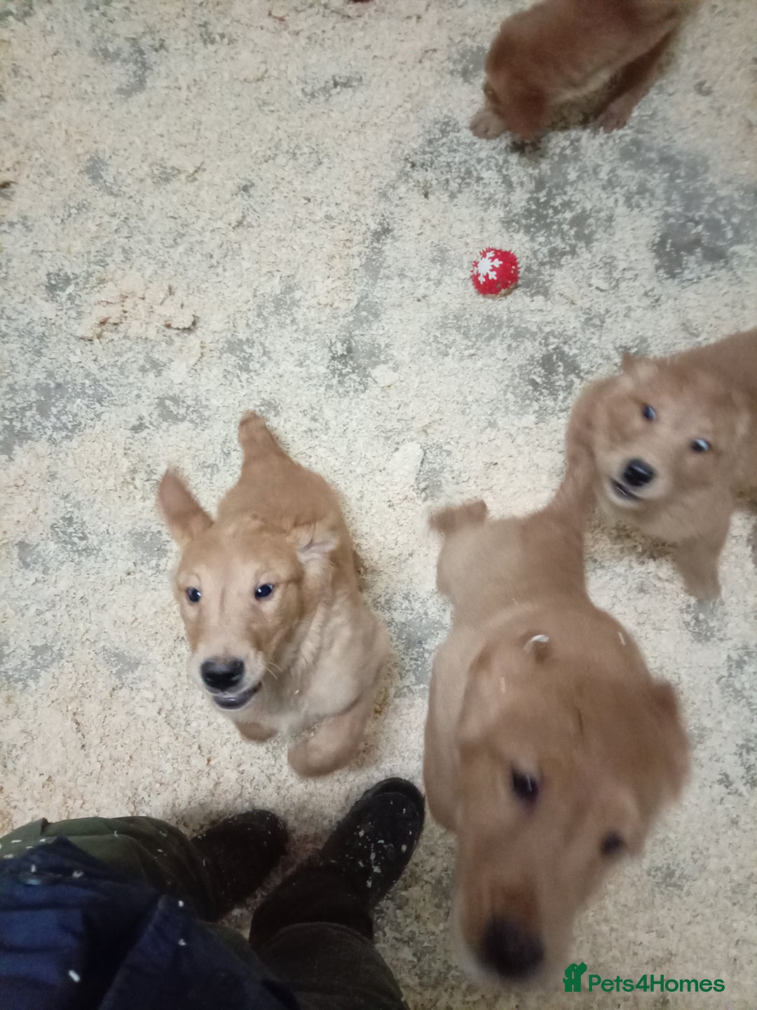 Golden Retriever dogs for sale: Kc registered golden retrievers from working lines - Advert 11