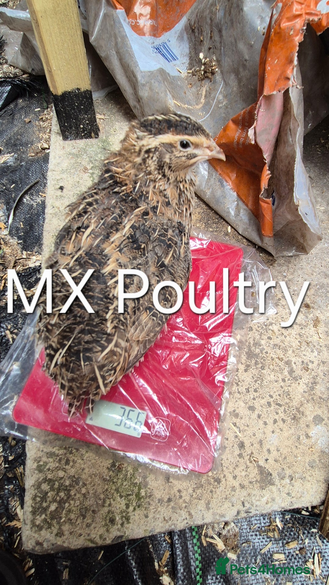 Quail poultry for sale: Standard/Jumbo/Celadon Quail Chicks & Hens - Image 7