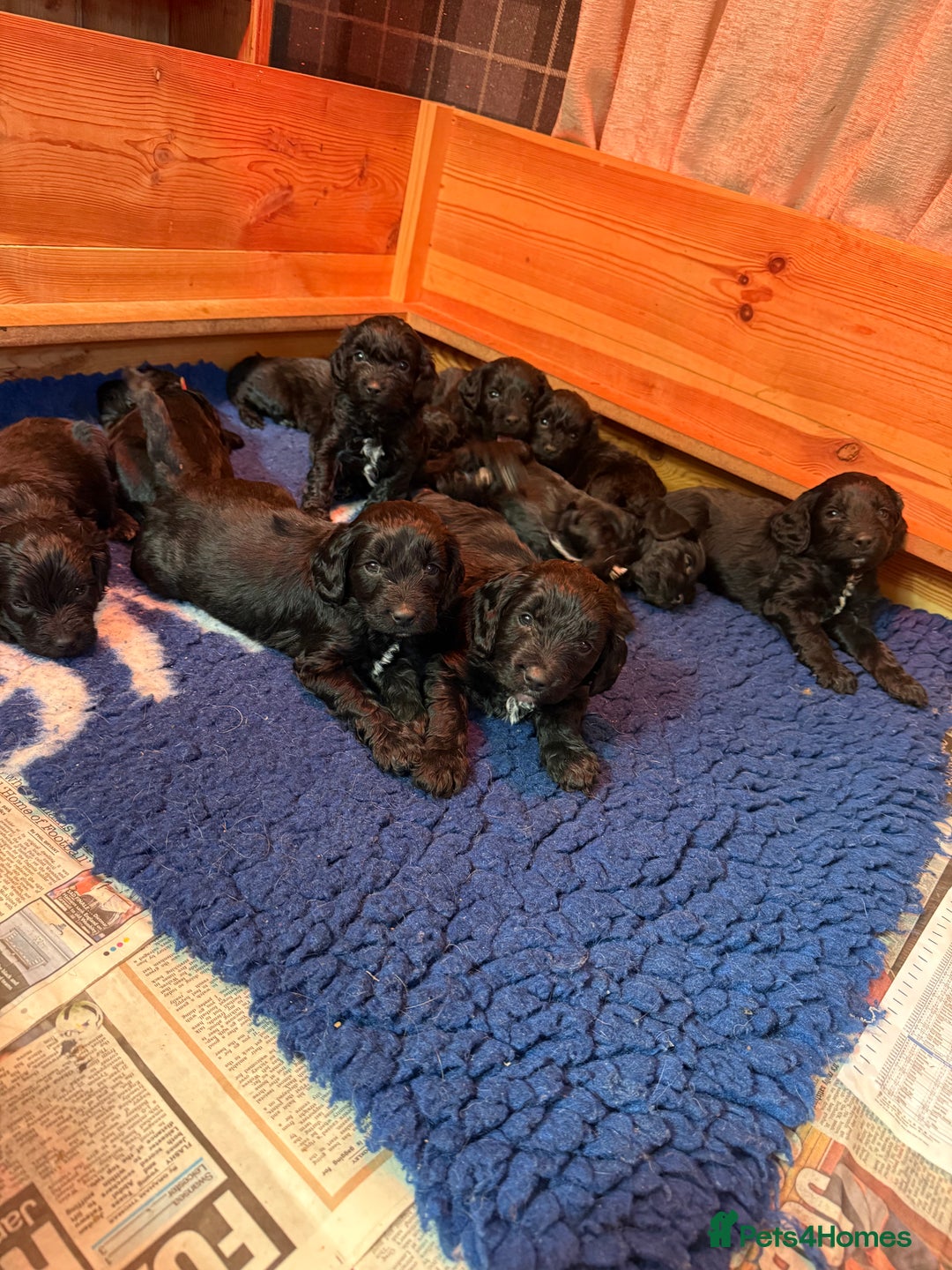 Sproodle dogs for sale: Stunning Sproodles  - Advert 13