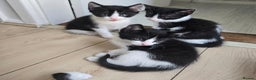 Mixed Breed cats for sale: Kittens for sale - Advert 6
