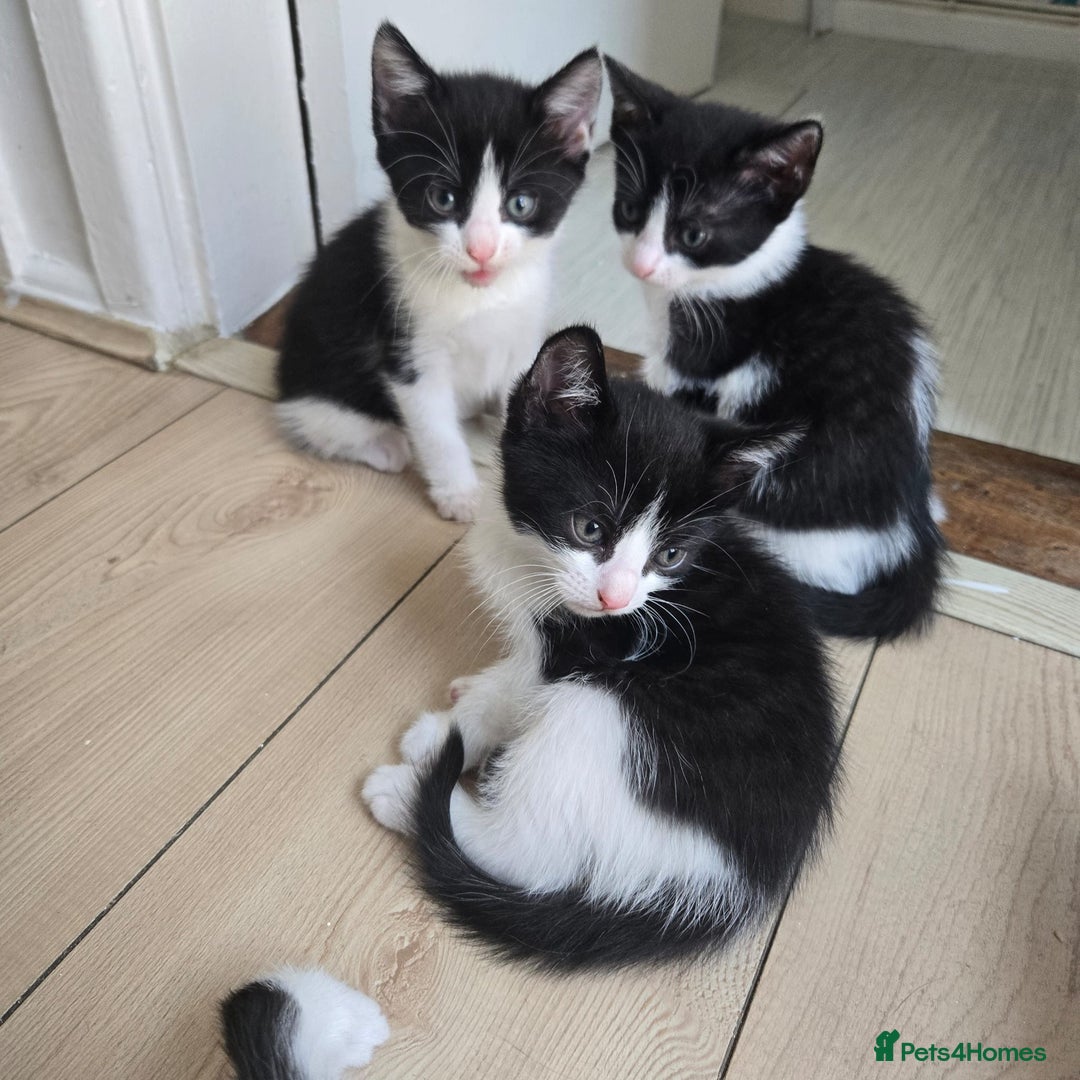 Mixed Breed cats for sale: Kittens for sale - Advert 6