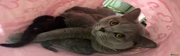 British Shorthair cats for sale: British short hair x domestic grey short hair  - Advert 13