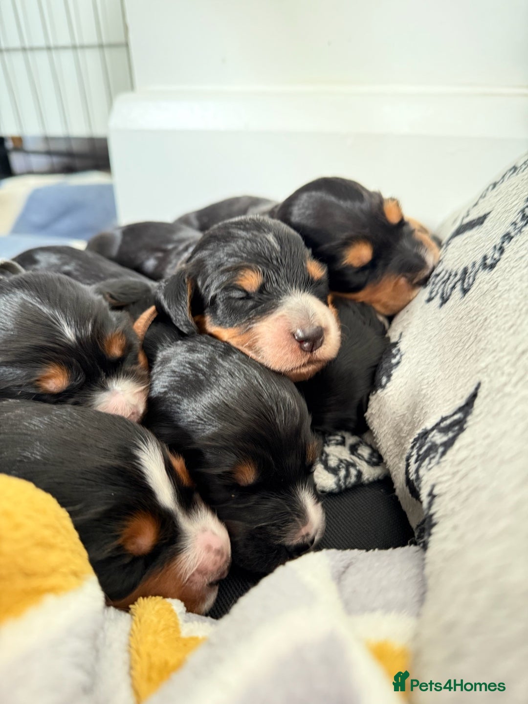 Cocker Spaniel dogs for sale: Male Working Cocker Spaniel Puppies for sale - Image 5