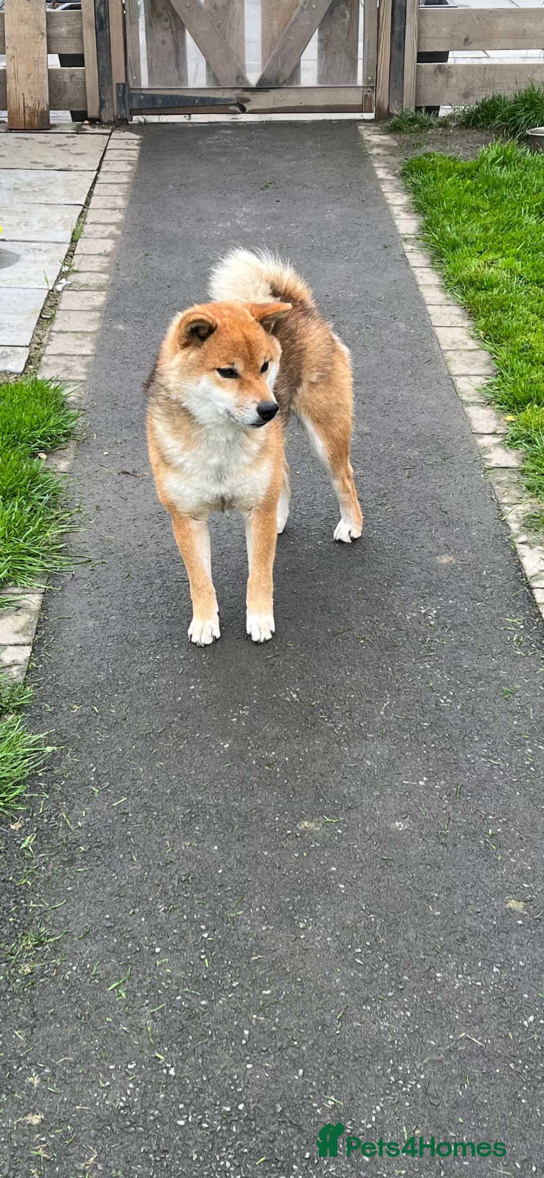Japanese Shiba Inu dogs for sale: Curfts Qualified Stud For Sale - Very Experienced - Image 7