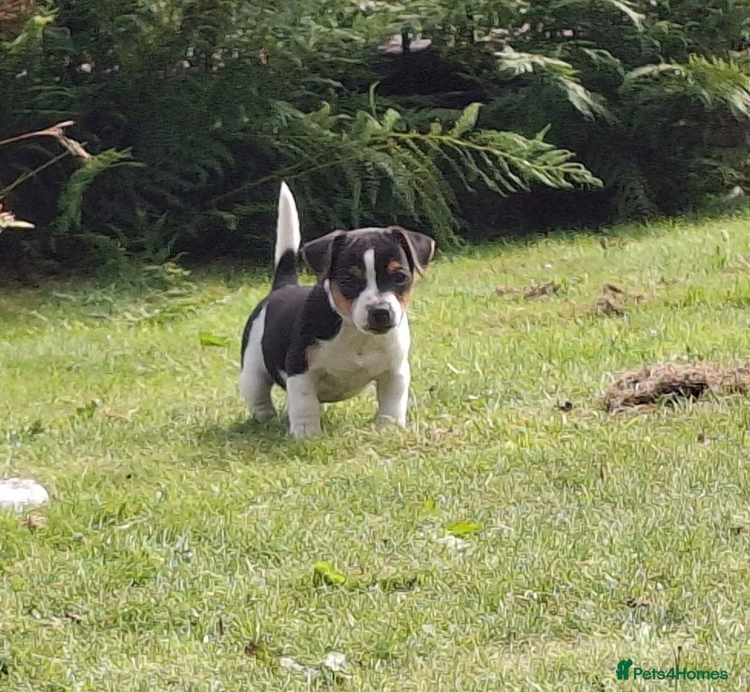 Jack Russell dogs Tri-colour Jack Russell Dog puppy - Advert 1
