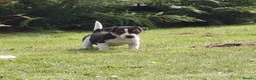 Jack Russell dogs for sale: Tri-colour Jack Russell Dog puppy - Advert 1