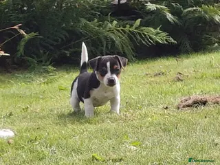 Jack Russell dogs Tri-colour Jack Russell Dog puppy - Advert 6