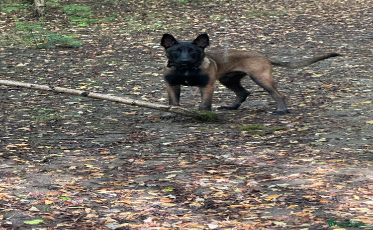 Belgian Shepherd Dog dogs - Advert 1