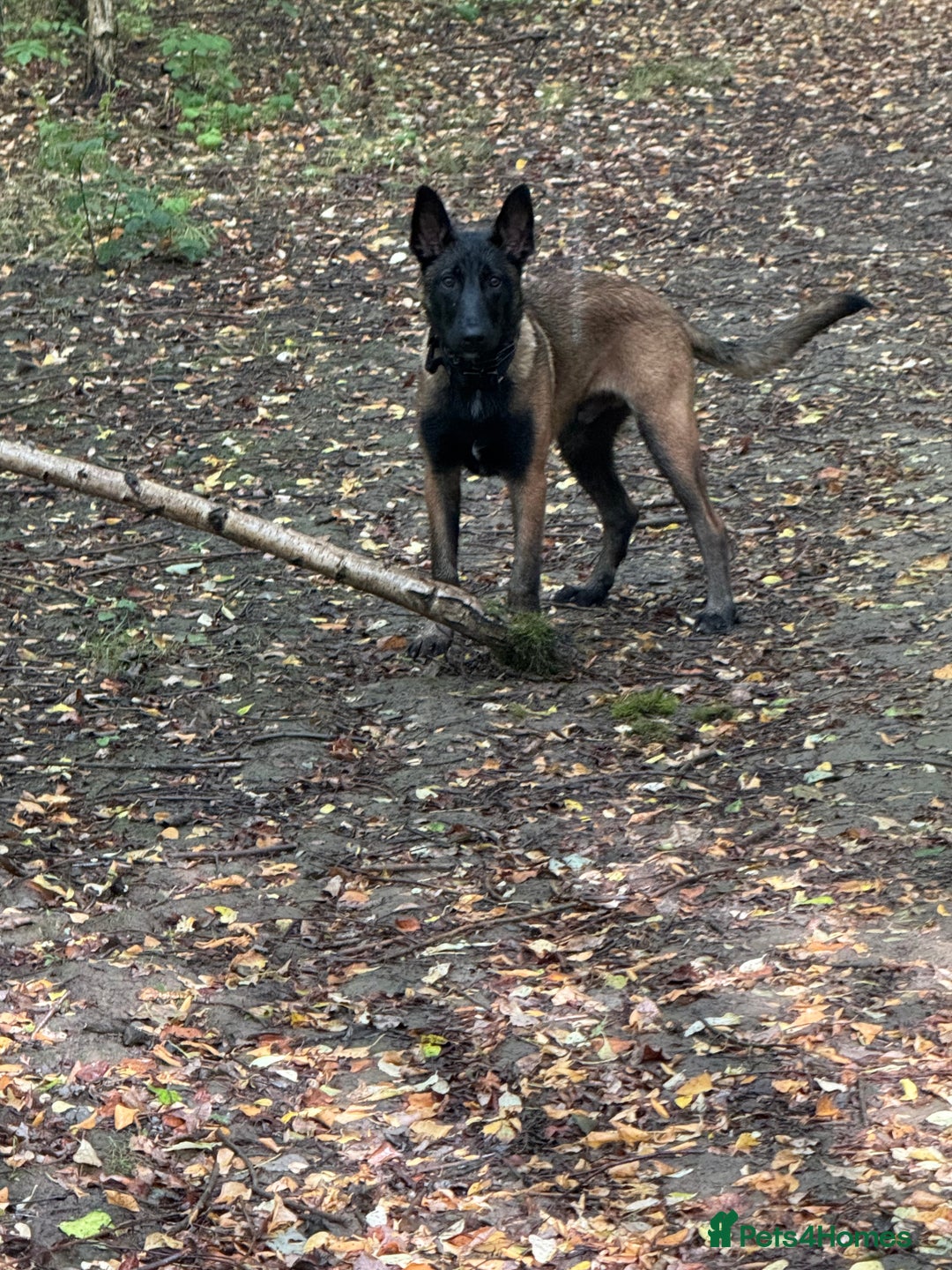 Belgian Shepherd Dog dogs for sale: Belgian malinios rehoming  - Image 1