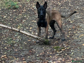 Belgian Shepherd Dog dogs - Advert 16