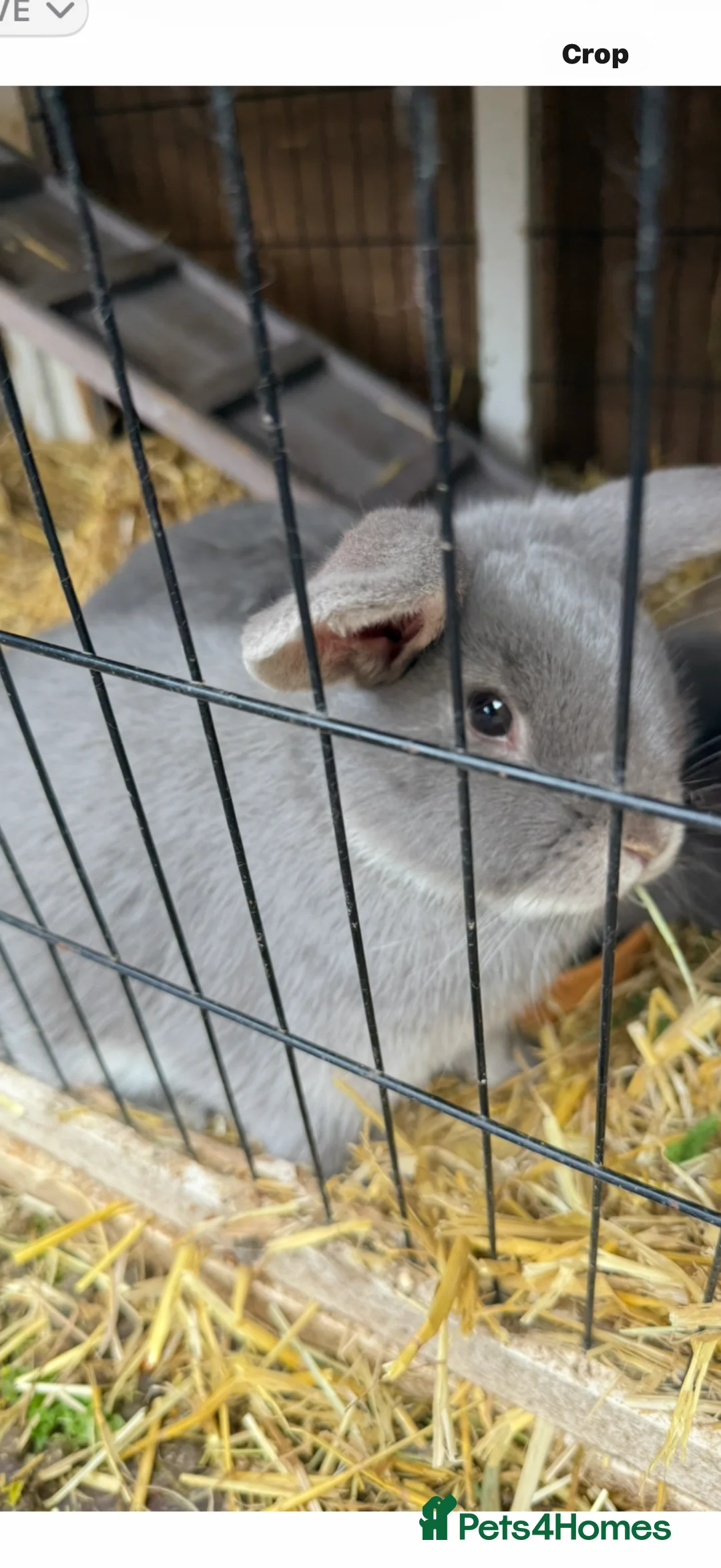 French Lop rabbits for sale: French lop - Advert 1