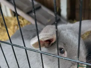 French Lop rabbits French lop - Advert 2