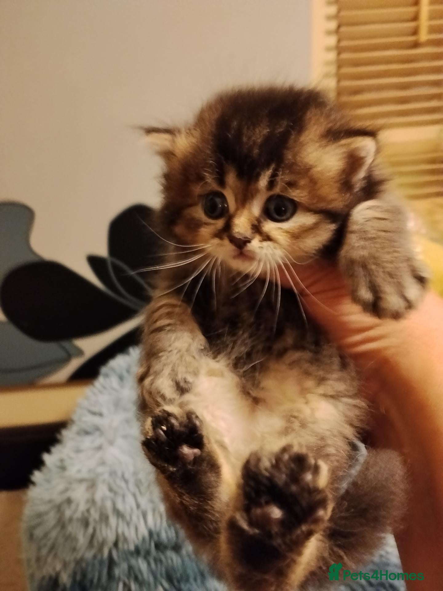 Scottish Fold cats Beautiful Scottish fold kittens  - Advert 18