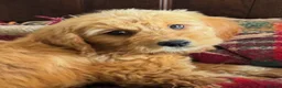 Mini Goldendoodle dogs for sale: Health-Tested Family Happy Sociable Goldendoodles - Advert 5
