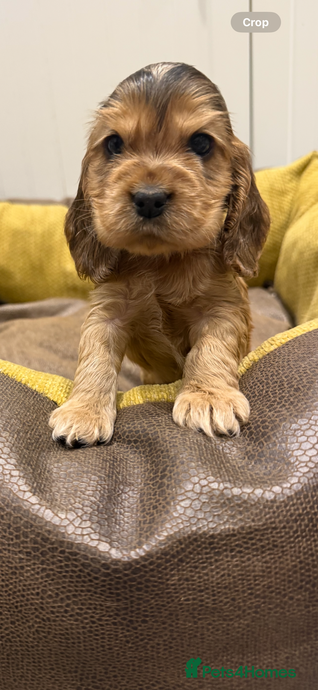 Cocker Spaniel dogs for sale: 🐶 Beautiful Show-Type Cocker Spaniel Puppies 🐶 - Advert 7