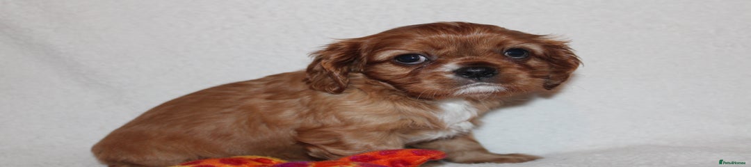 Cavalier King Charles Spaniel Puppy 5
