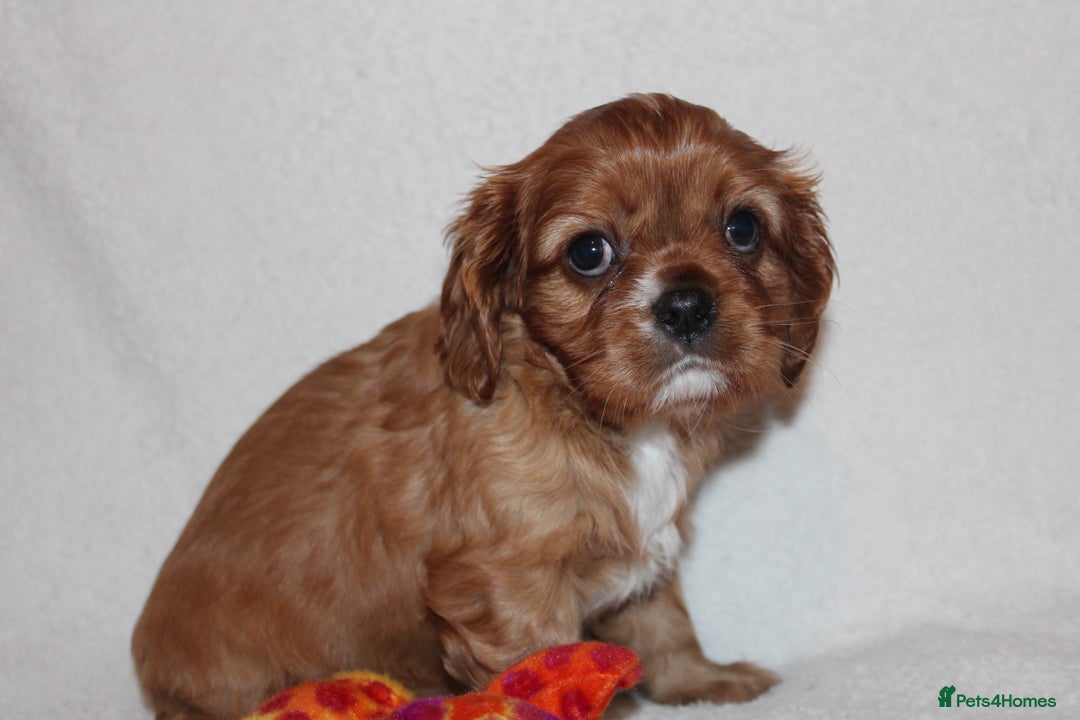 Cavalier King Charles Spaniel dogs for sale: Gorgeous Cavalier King Charles Spaniel puppies - Image 20