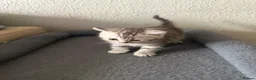 Mixed Breed cats for sale: Kitten  - Advert 7