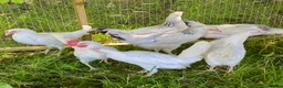 Chickens poultry for sale: Hybrid Hen Chickens For Sale Light Sussex Leghorn in Tonbridge - Advert 3