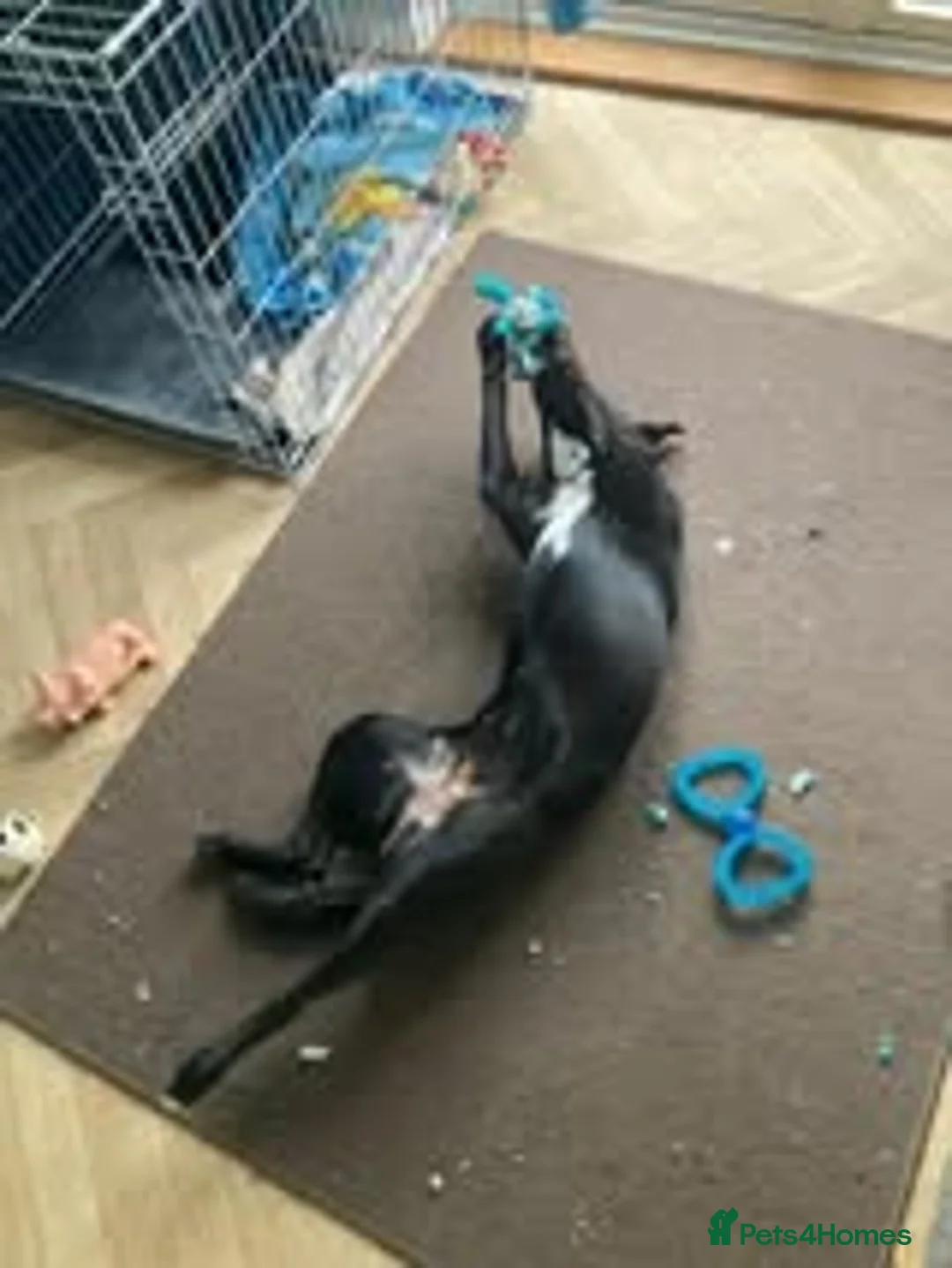 Mixed Breed dogs for adoption: Hollie needs a forever home - Advert 6