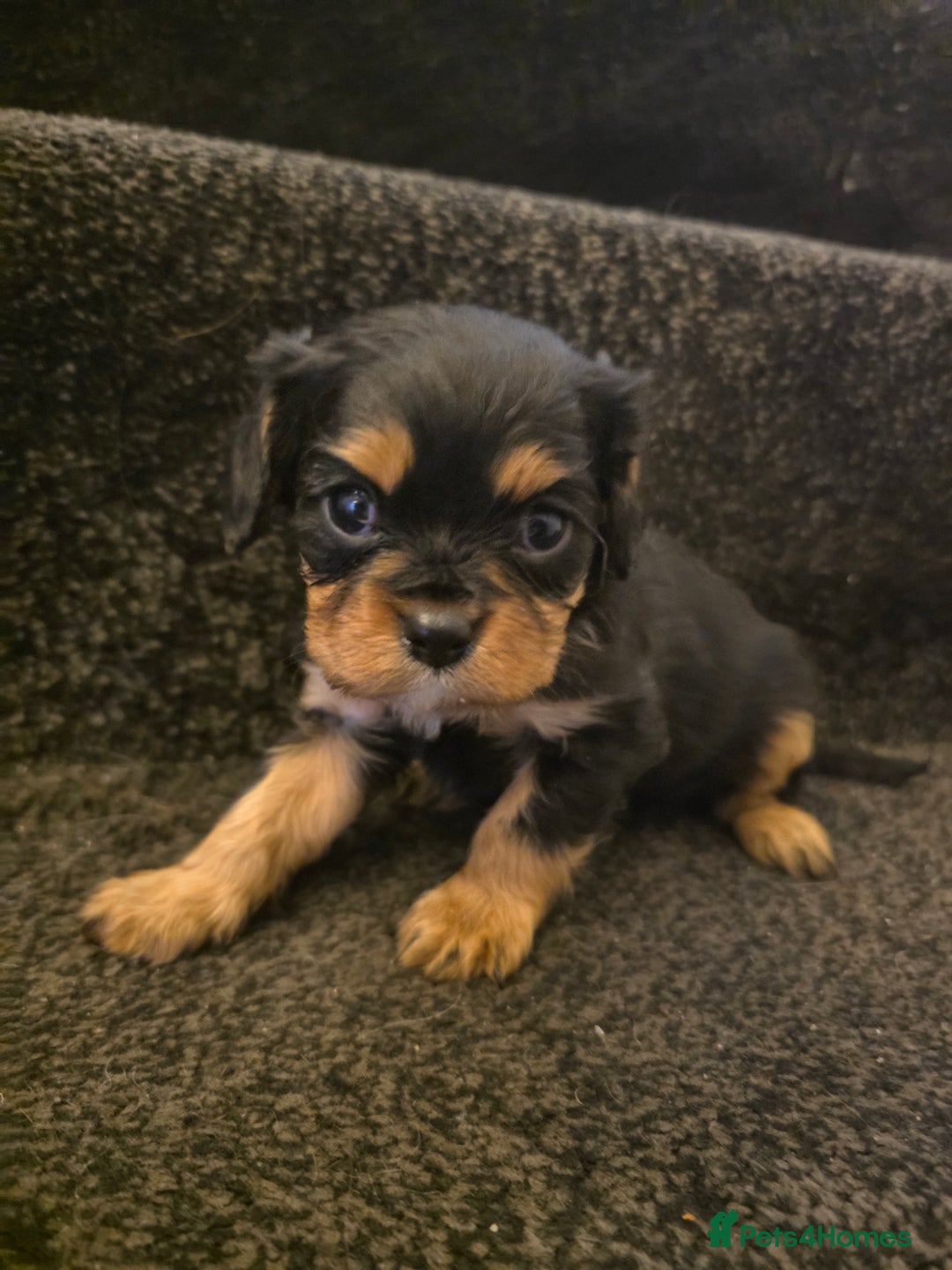 Cavalier King Charles Spaniel dogs for sale: Cavalier King Charles puppies  - Advert 7