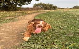 Cocker Spaniel dogs for sale: Amazing 1 year old cocker spaniel boy  - Image 8