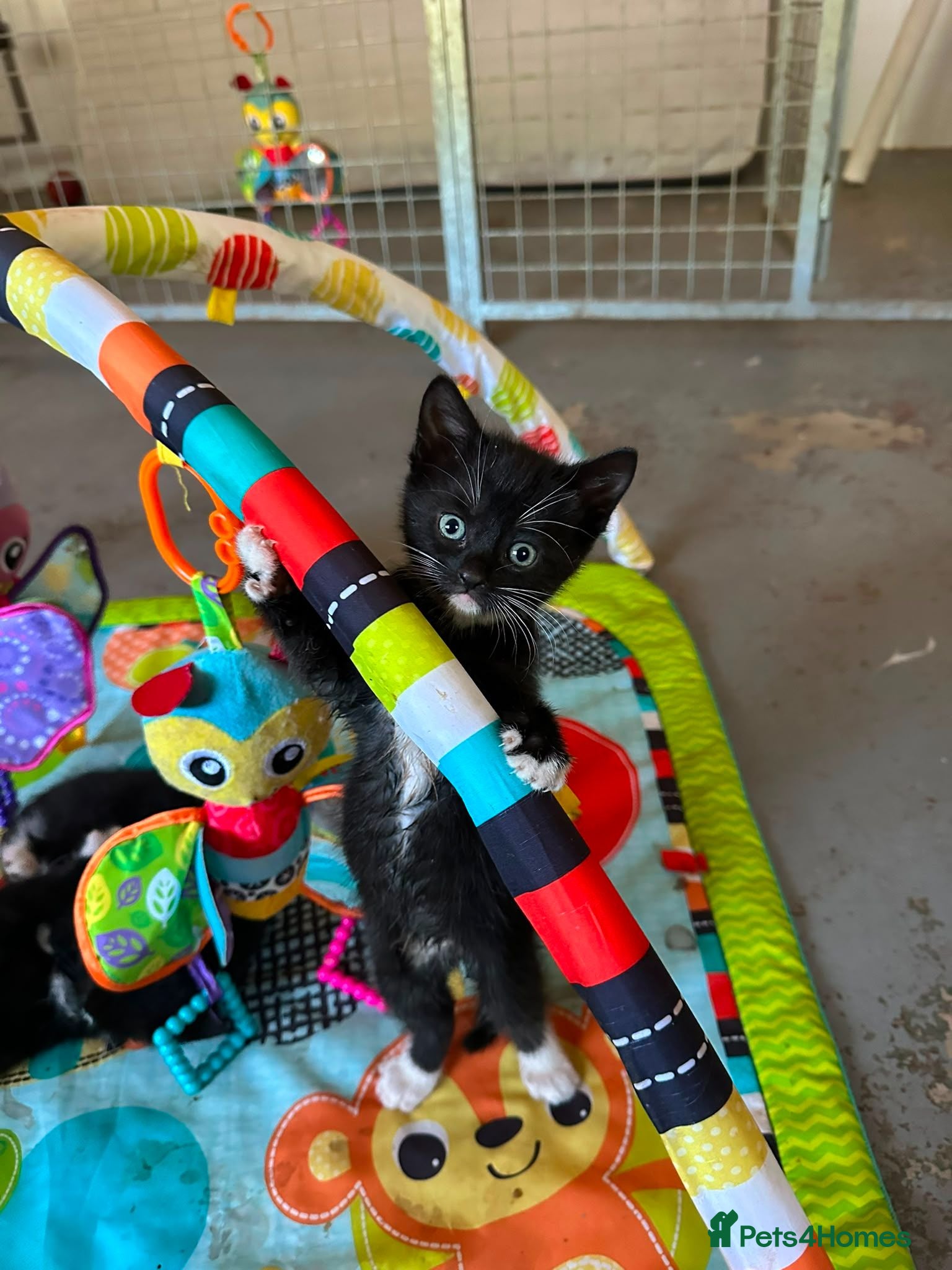 Mixed Breed cats Adorable Kittens Ready for their forever Homes - Advert 13