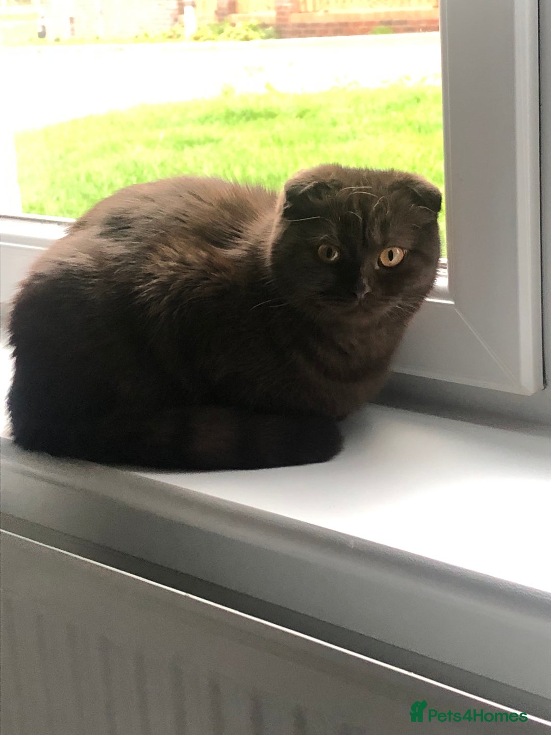 Scottish Fold cats for sale: 🐾 Rare Chocolate Beauty in Edinburgh 🏡 - Advert 22
