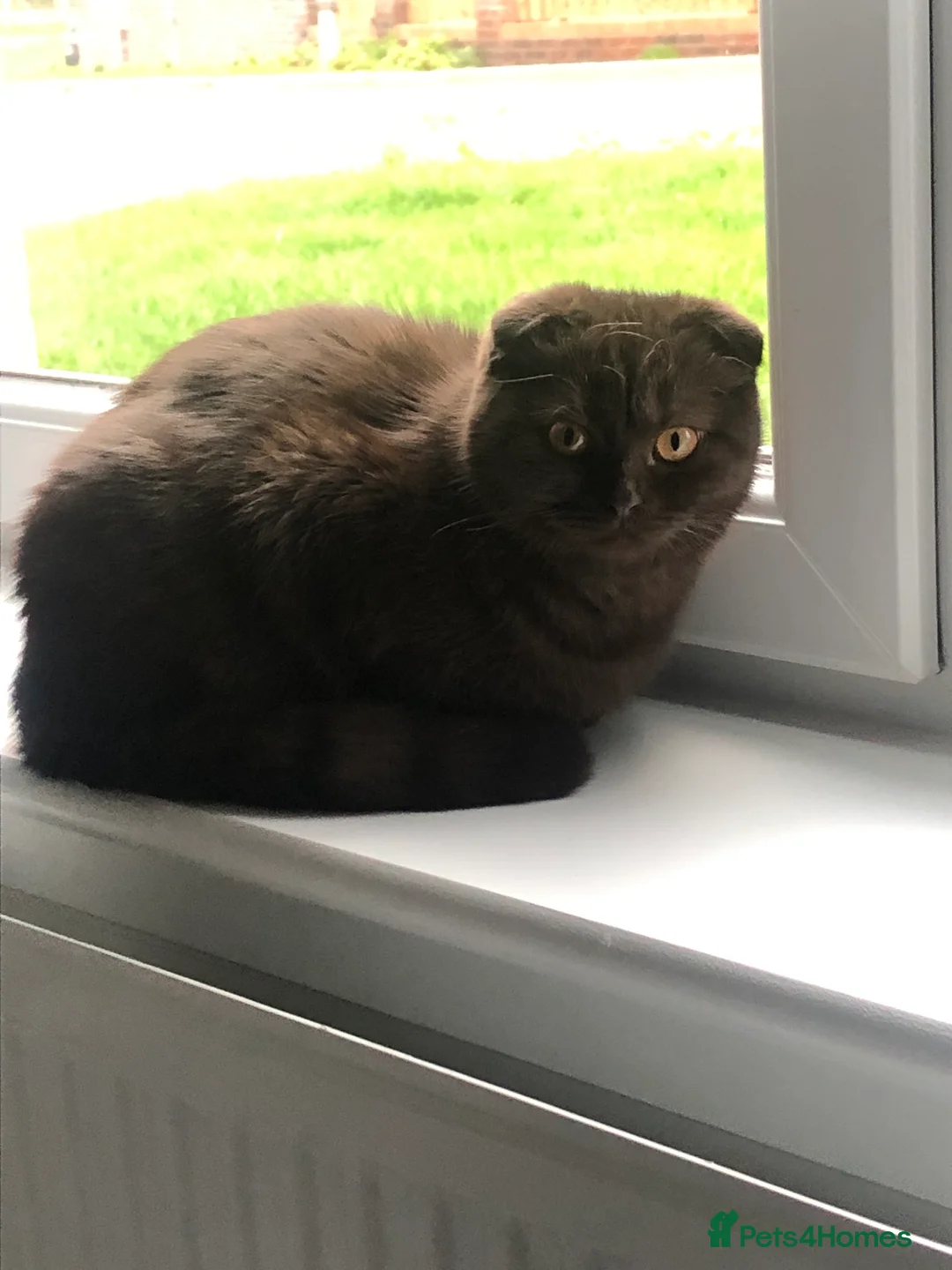 Scottish Fold cats for sale: 🐾 Rare Chocolate Beauty in Edinburgh 🏡 - Advert 22