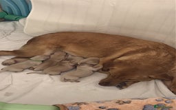 Goldador dogs for sale: Goldador puppies ❤️ - Advert 10