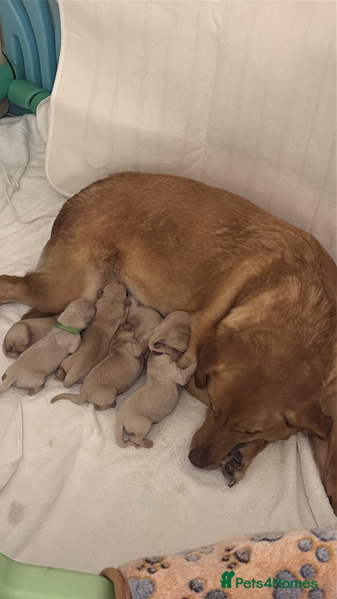 Goldador dogs for sale: Goldador puppies ❤️ - Advert 10