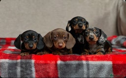 Miniature Dachshund dogs for sale: STUNNING DACHSUND PUPPIES  - Image 7