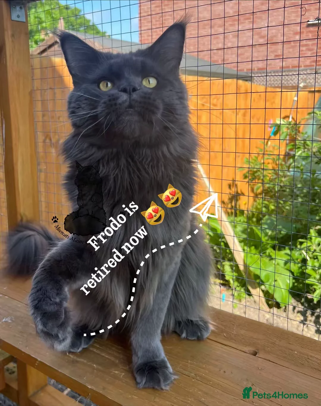 Maine Coon cats for sale: XXL male Maine Coon boy blue sweet ex stud  - Advert 1