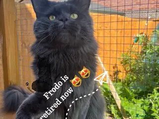 Maine Coon cats XXL male Maine Coon boy blue sweet ex stud - Advert 4