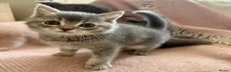 Scottish Fold cats for sale: One blue  female left ready to go .  - Advert 11