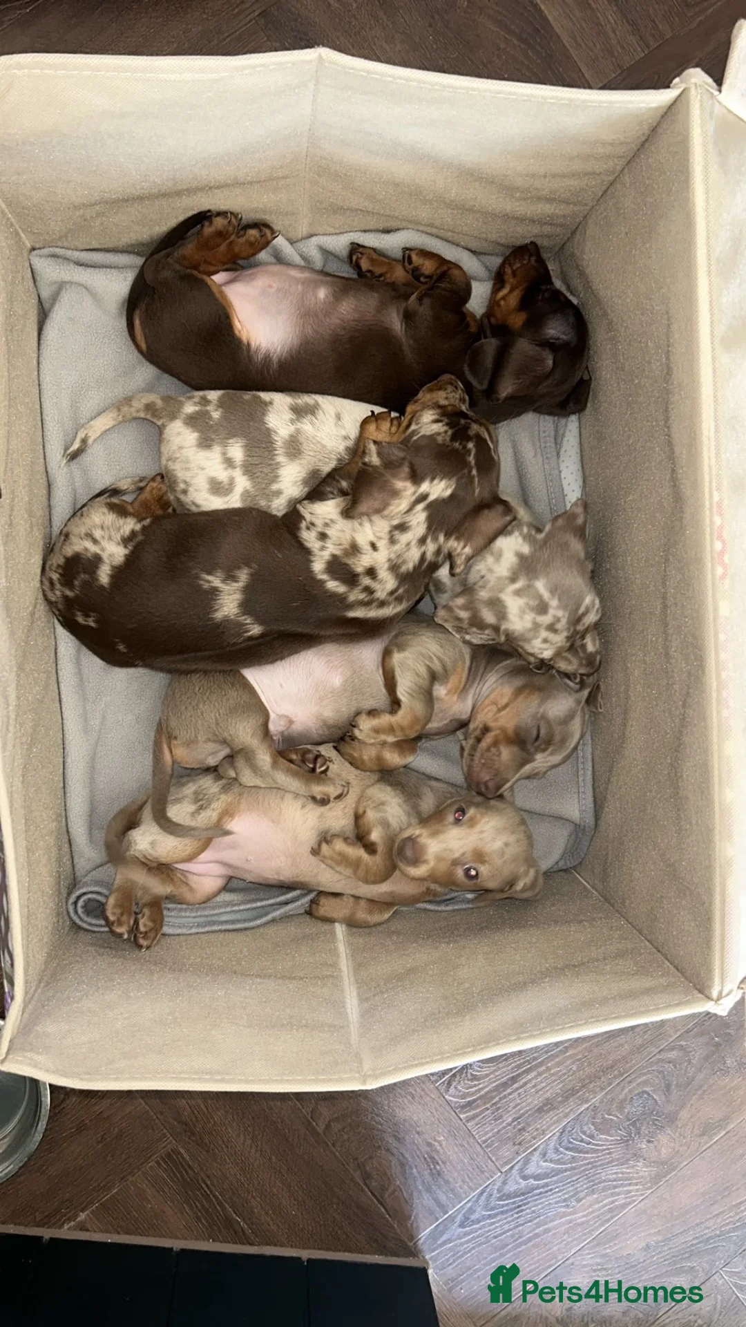 Dachshund dogs for stud: KC Dachshund (Miniature) Stud DNA HEALTH ✅ - Advert 2