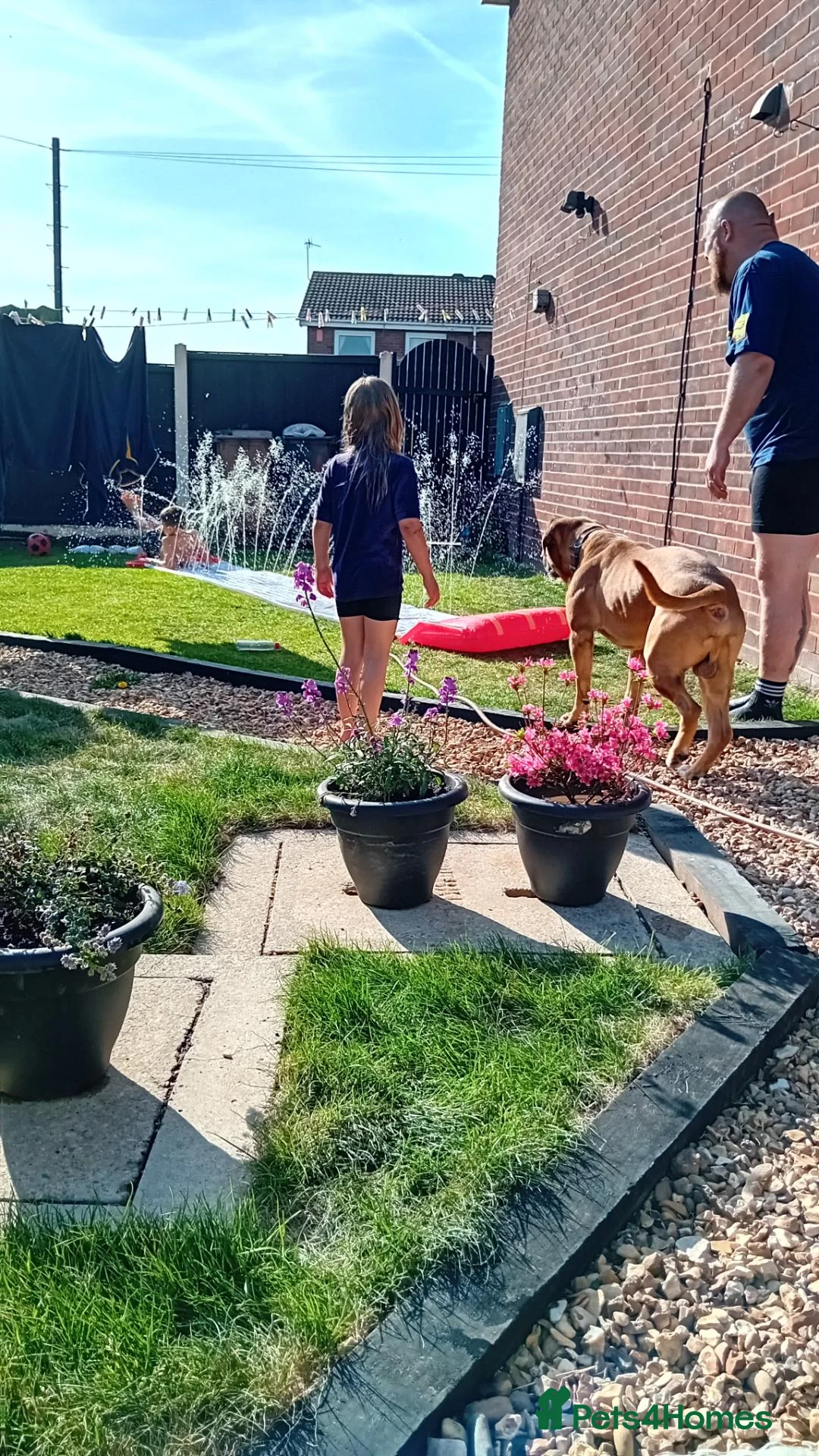 Mixed Breed dogs for sale: Rusty in Stoke-on-Trent - Advert 2