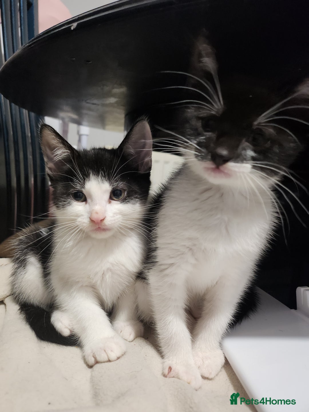 Mixed Breed cats for sale: Kittens  - Advert 19