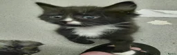 Mixed Breed cats for sale: Lovely home reared kittrns for sale - Advert 3