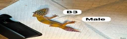 Leopard Gecko reptiles for sale: Leopard geckos for rehome - possible full setup  - Advert 2