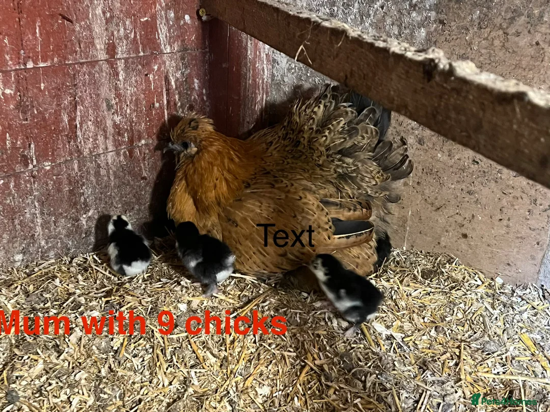 Chickens poultry for sale: 3 mums with chicke  9.10.15 and no time wastt - Advert 1