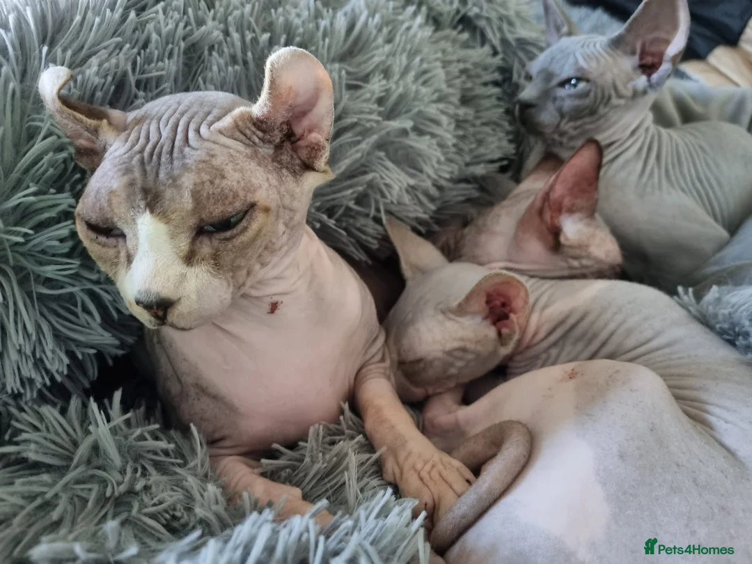 Sphynx cats for sale: Looking for a forever home for our sphynx  - Advert 1